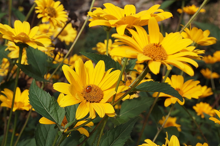 rudbeckia, สีเหลือง, เต่าทอง, ดอก, ดอกไม้, ดอกไม้, ฤดูใบไม้ร่วง