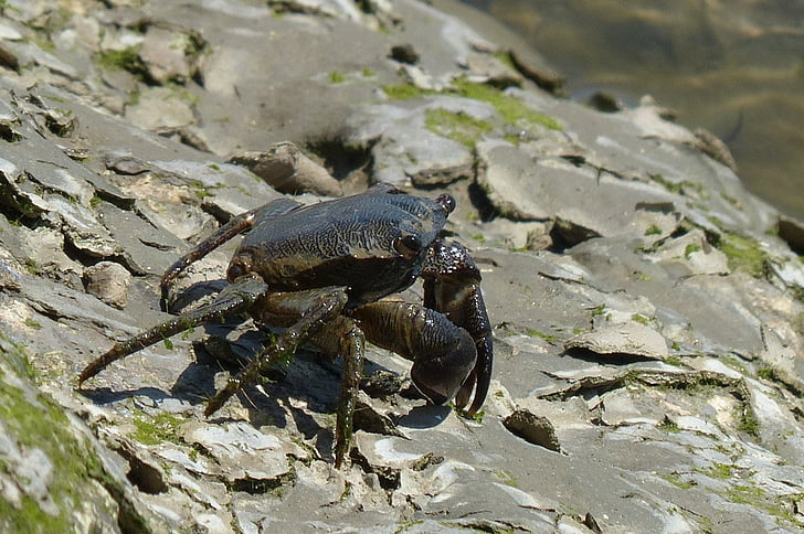 crabe, eau salée, rivière