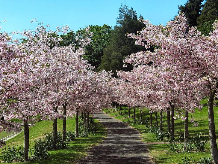 vyšnių žiedai, vyšnių medžių alėja, rožinės gėlės, medžiai, vejos, Gamta, pavasarį
