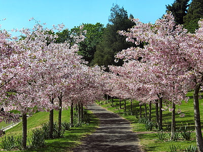 čerešňový kvet, alej čerešní, ružové kvety, stromy, trávnik, Príroda, jar