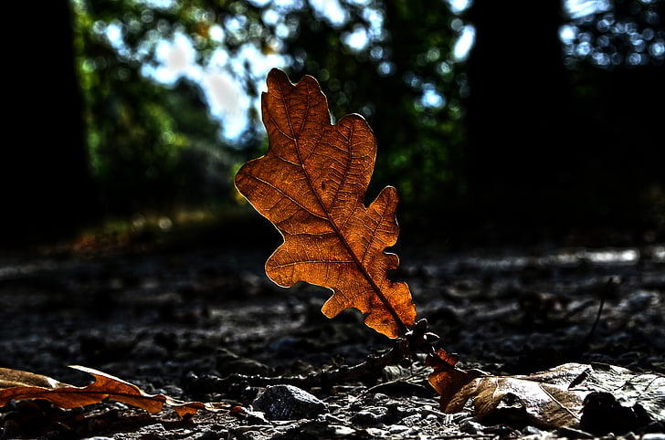 nature, autumn, sheet, colored, macro, path, leaf