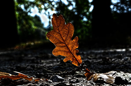 Príroda, jeseň, list, farebné, makro, cesta, Leaf