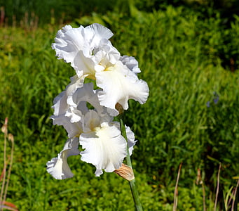 Iris, Blossom, mekar, bunga, alam, Tutup, tanaman