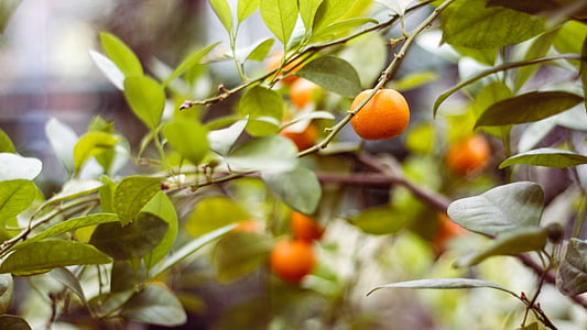 rotund, Orange, fructe, frunze, alimente şi băuturi, creşterea, în aer liber
