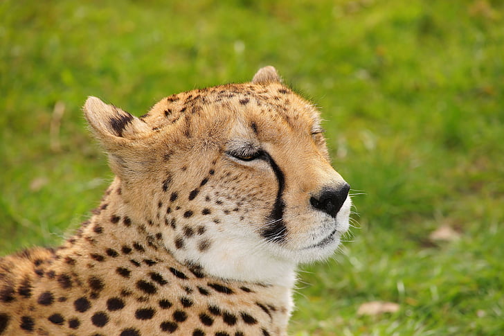 cheetah, con mèo, Thiên nhiên, thế giới động vật, động vật, hoang dã, động vật hoang dã