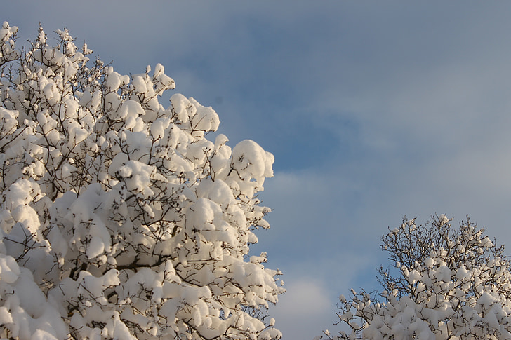 sniego, medis, žiemą, dangus, šaldymo, Gamta, sezono metu