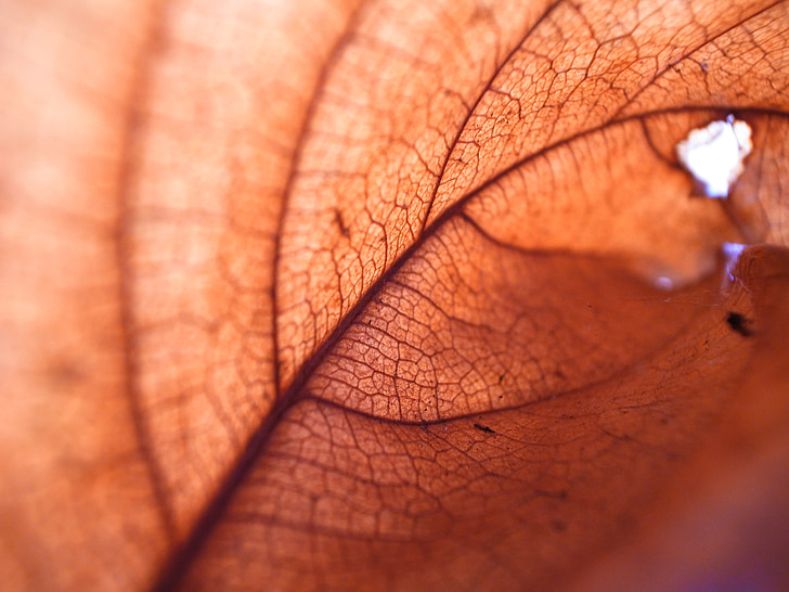 leaf, natural, tree, autumn, structure, texture