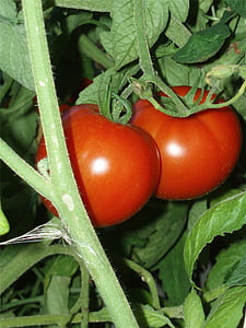tomater på vine, tomater, trädgård, röd, vegetabiliska, välsmakande, ekologisk