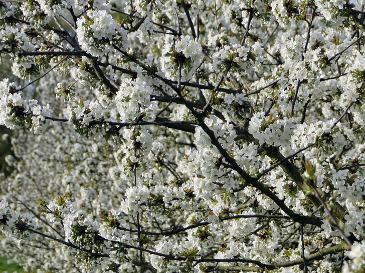 češnjev cvet, cvetje, češnja, pomlad, bela, drevo, roza
