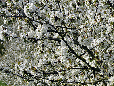 Cherry blossom, blommor, Cherry, våren, vit, träd, Rosa