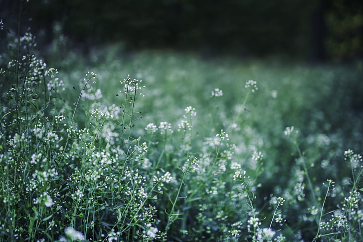 cvetje, travnik