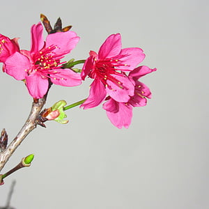 червен Мак, Пролет, пресни, цвете, розов цвят, венчелистче, красота в природата