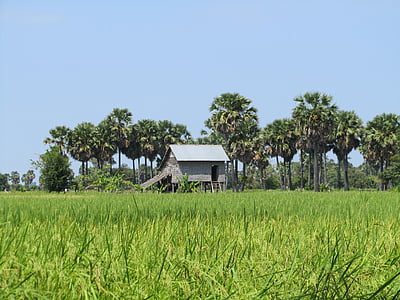 landscape, green field, house, palms, cambodia