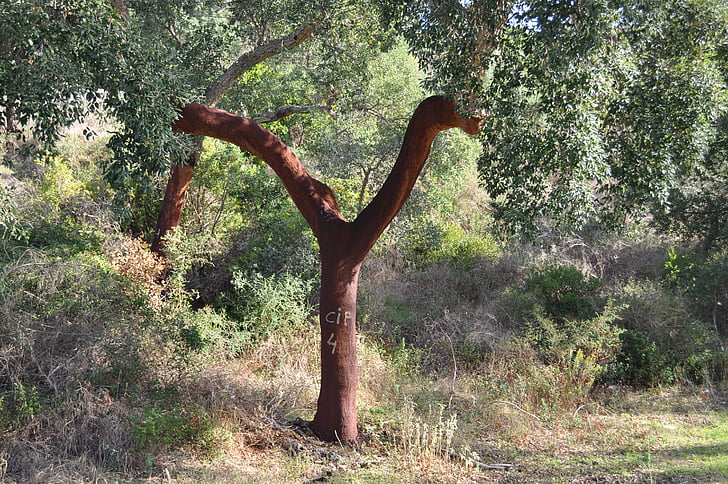 tree, cork, bark, layer, cork oak, nature, natural product