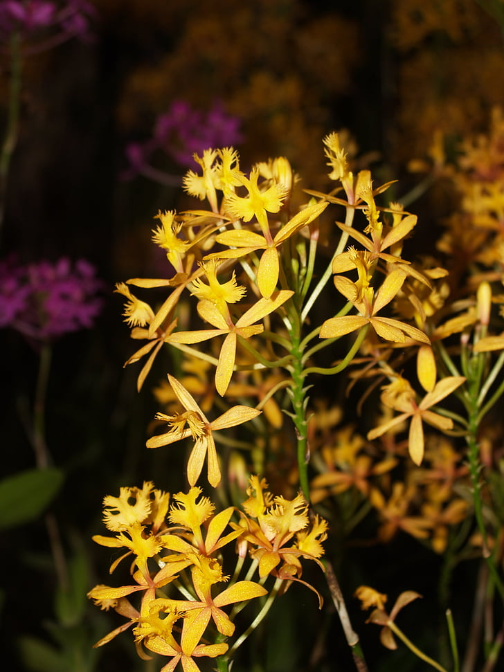 orhideja, cvet, svetlo, vijolična, Flora, rast, dekoracija