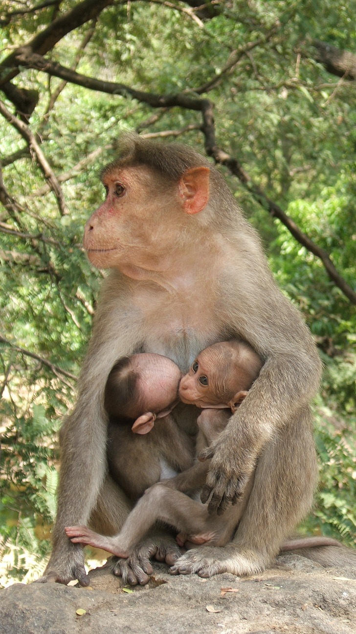macaque, twins, india