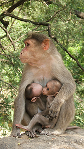 macaque, Tvillingene, India