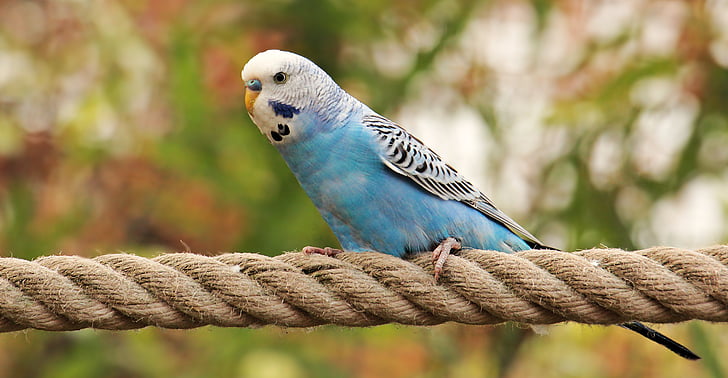 Budgie, pájaro, azul, Blanco, Periquito azul y blanco, pájaro azul-blanco, Perico