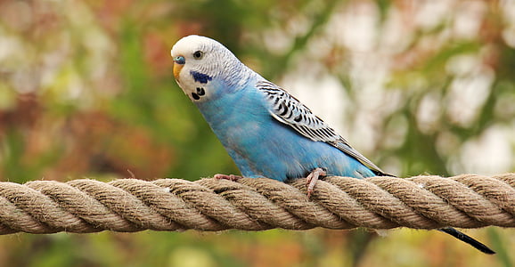 Periquito, ocell, blau, blanc, Periquito de color blau i blanc, ocell blau-blanc, Cotorra