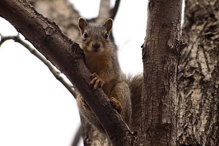esquirol, valent, arbre, marró, vida silvestre, peluts, petit