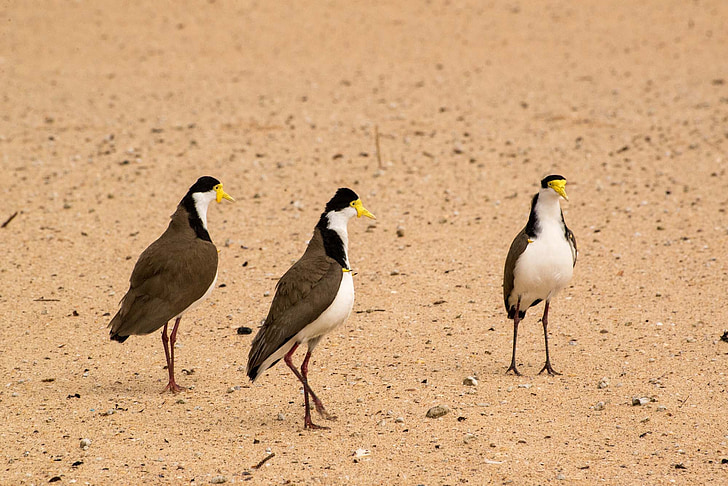 Spur-winged strandpipare, fåglar, Maroubra, Sydney, Australien, stranden