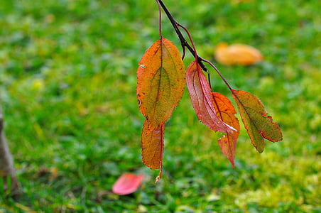 leaves, nature, macro, leaf, autumn, plant, season