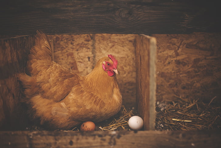 животните, плевня, птица, пиле, яйца, ферма, кокошка