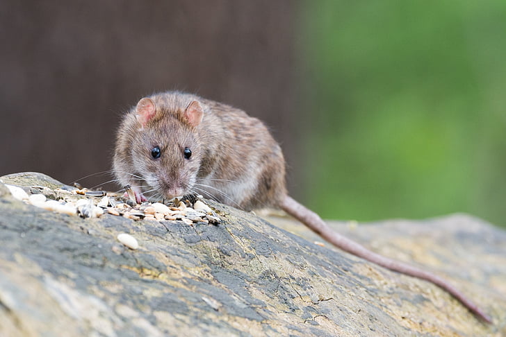 Rato-marrom, animal, roedor, rato, nager, comida, fechar