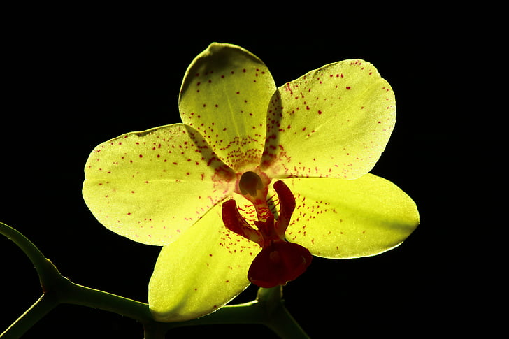 Yellow orchid, lyse orkideer, blomst, mysterium, Orchid, natur, plante