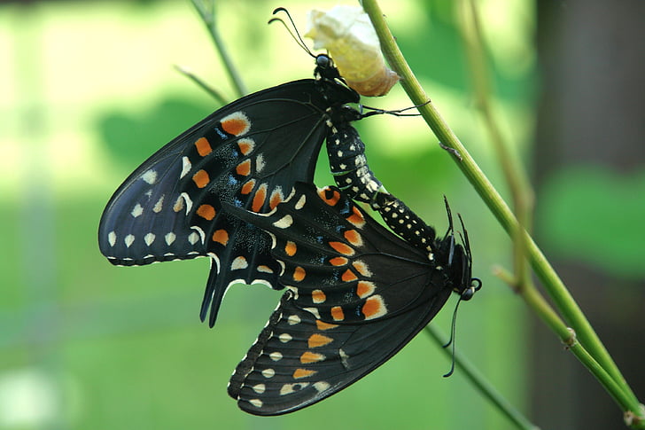 kupu-kupu, serangga, alam, hitam, musim panas, satwa liar, hewan