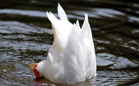 鸭, 头在水之下, 游泳, 跳水, 水, 水下, 自然