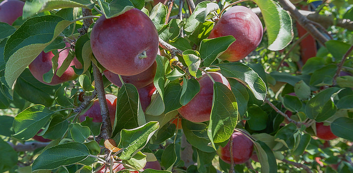 apples, fruit, orchard, flavor, nature, tree, food