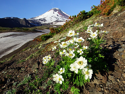a vulkán avachinsky, nyári, virágok, hegyi-fennsík, Kamcsatka, félsziget, táj