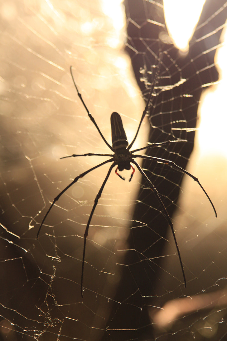 spider, network, cobweb, nature, lichtspiel, strained networks, animal