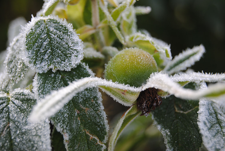 frost, rose hips, cold