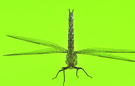 Dragonfly, grön, makro, insekter, närbild, stilla liv, djur