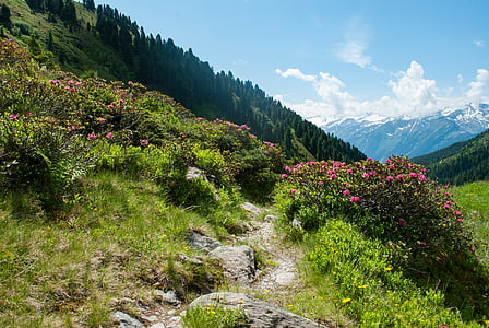 bjerge, vandreture, natur, landskab, Alpine, bjergvandring, Alpine blomster