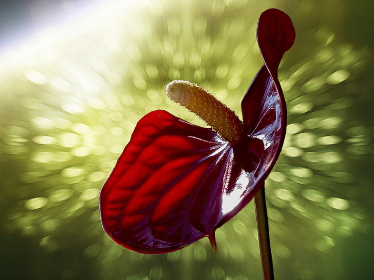 Calla, czerwony, Lily, kwiat, Anthurium antrenaum, kwiatowy, Natura