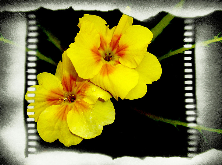 amarelo, flor, quadro de filme, texturizado, natureza, jardim
