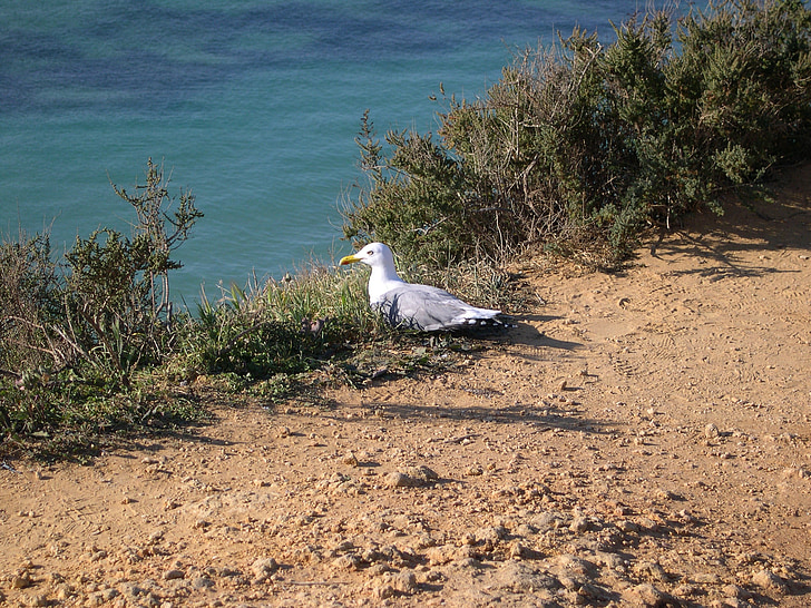 algarve, portugal, gull