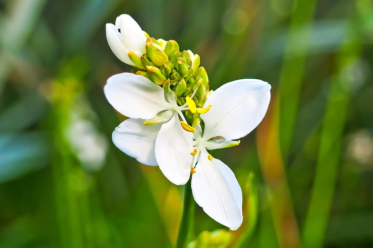 iris, new zealand iris, flower, plant, nature, spring, white