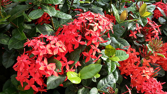 red flowers, flowering, ixora cultivar, green leaves, petals, flora, plant