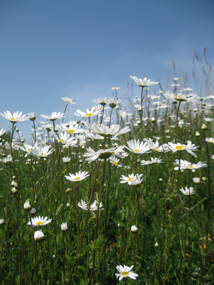 daisy, field, summer, nature, flower, grass, green