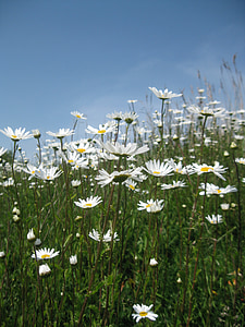 Daisy, pole, Latem, Natura, kwiat, trawa, zielony