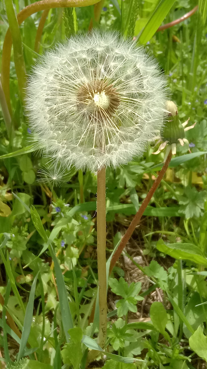 dandelion, field, seeds, pointed flower