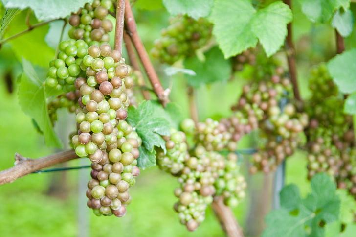wine, grape, vine, zurich, white wine, harvest, grapes