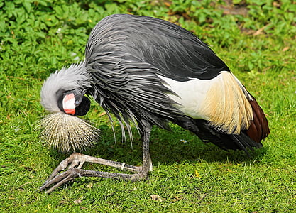 灰冠的鹤, 起重机, 鸟, 泉之冠, 南非灰冠鹤, 国鸟 regulorum, 灰色脖子灰色冠鹤