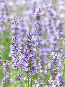 lavender, lavender field, lavender cultivation, true lavender, narrow leaf lavender, lavandula angustifolia, lavandula officinalis