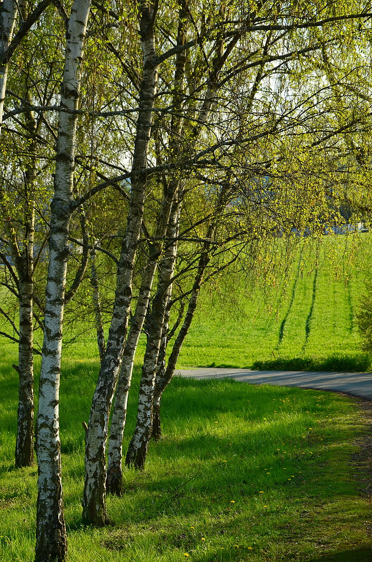 Birke, Bäume, Frühling, Natur, Stamm, Serie, Landschaft