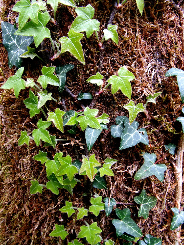 Ivy, kiipeilijä, yhteinen ivy, Hedera helix, puu, Ivy lehdet